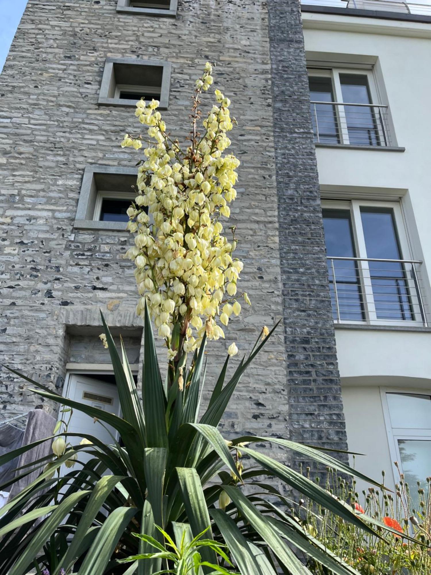Penthouse - Villa Cardano コモ エクステリア 写真